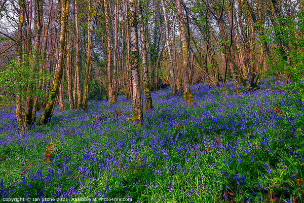 Bluebells  Picture Board by Ian Stone