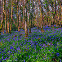 Buy canvas prints of Bluebells  by Ian Stone