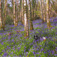 Buy canvas prints of Bluebell Bliss by Ian Stone