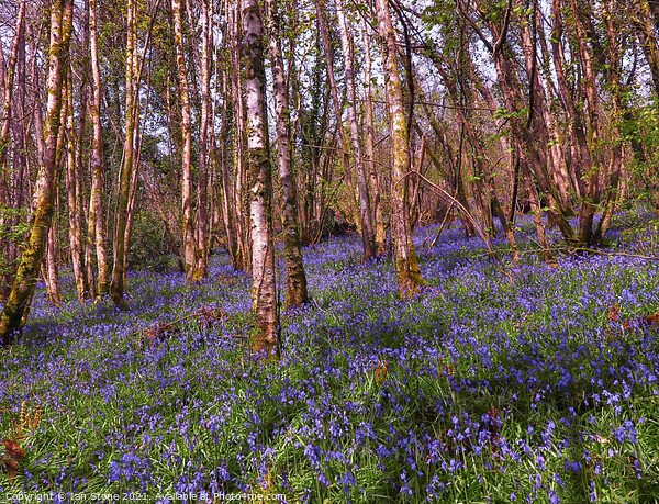 Bluebell woods  Picture Board by Ian Stone