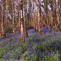 Buy canvas prints of Bluebell woods  by Ian Stone