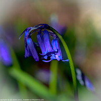 Buy canvas prints of Common Bluebells  by Ian Stone