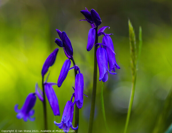 English bluebells  Picture Board by Ian Stone