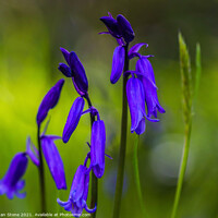 Buy canvas prints of English bluebells  by Ian Stone