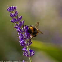 Buy canvas prints of Buzzing Bumblebee on Lavender by Ian Stone