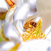 Buy canvas prints of Spring bee, on Magnolia by Ian Stone