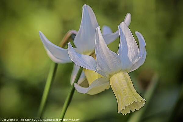 Daffodil delight  Picture Board by Ian Stone