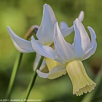 Buy canvas prints of Daffodil delight  by Ian Stone