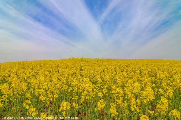 Field of yellow  Picture Board by Ian Stone