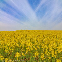 Buy canvas prints of Field of yellow  by Ian Stone