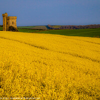 Buy canvas prints of Field of Gold by Ian Stone
