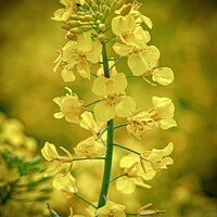 Buy canvas prints of Rapeseed flower  by Ian Stone