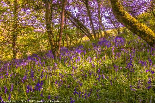 Bluebell woodland  Picture Board by Ian Stone