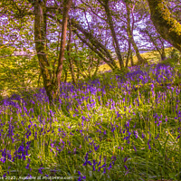 Buy canvas prints of Bluebell woodland  by Ian Stone