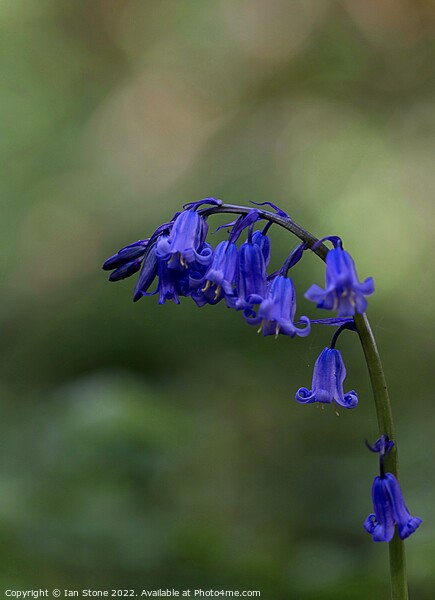 Common bluebell Picture Board by Ian Stone