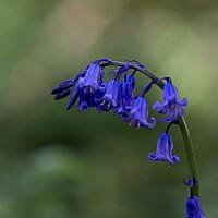Buy canvas prints of Common bluebell by Ian Stone