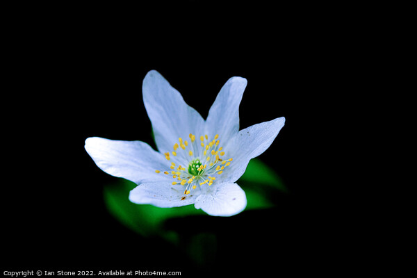 Enchanting Wood Anemone Blooms Picture Board by Ian Stone