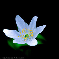 Buy canvas prints of Enchanting Wood Anemone Blooms by Ian Stone