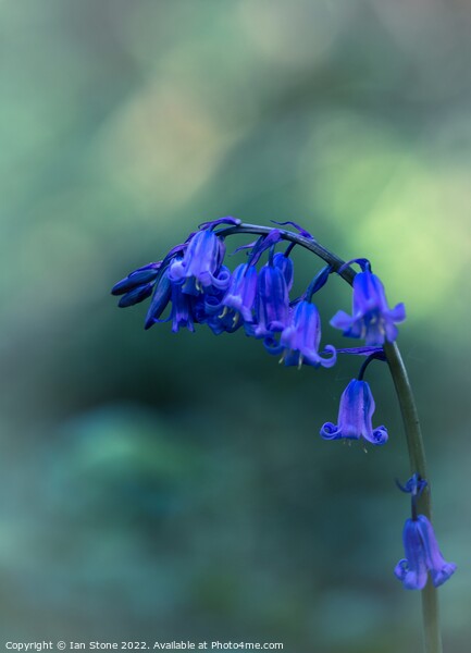 Bluebells  Picture Board by Ian Stone