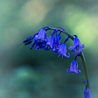 Buy canvas prints of Bluebells  by Ian Stone