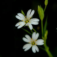 Buy canvas prints of Greater Stitchwort  by Ian Stone