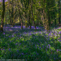 Buy canvas prints of Devon Bluebell woods  by Ian Stone