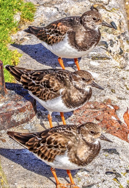 St.Ives Turnstones  Picture Board by Ian Stone