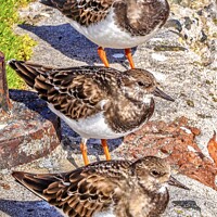 Buy canvas prints of St.Ives Turnstones  by Ian Stone