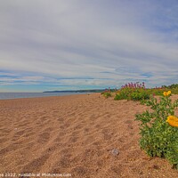 Buy canvas prints of Sea Poppies of Slapton sands  by Ian Stone