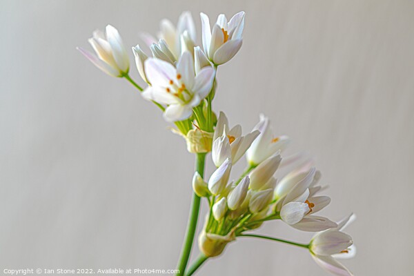 White Allium flowers  Picture Board by Ian Stone