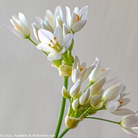 Buy canvas prints of White Allium flowers  by Ian Stone