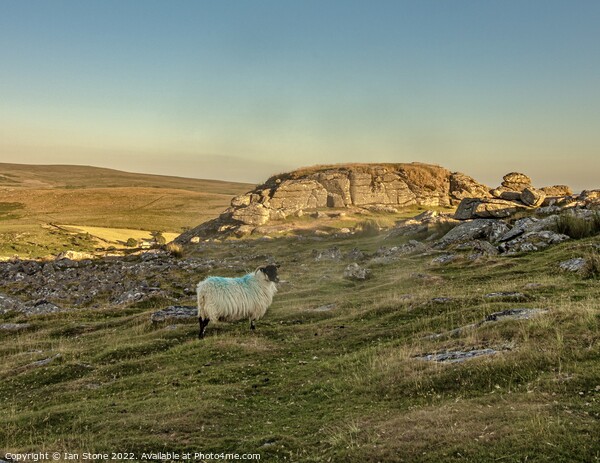 Sunset at Sheeps Tor. Picture Board by Ian Stone
