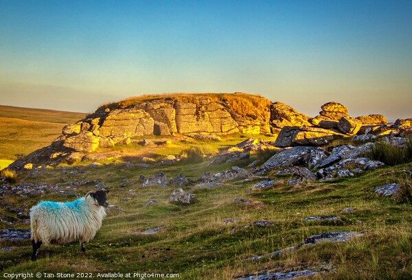 Serene Sheep Basking in Sunset Glow Picture Board by Ian Stone