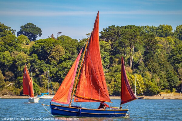 Sailing on the river Dart  Picture Board by Ian Stone