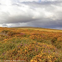 Buy canvas prints of Dartmoor Gorse and Heather  by Ian Stone