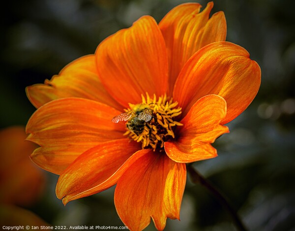 Vibrant Orange Dahlia Bloom with bee Picture Board by Ian Stone