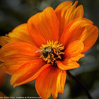 Buy canvas prints of Vibrant Orange Dahlia Bloom with bee by Ian Stone