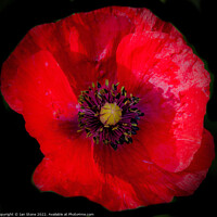 Buy canvas prints of Remembrance Poppy  by Ian Stone