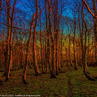 Buy canvas prints of Majestic Winter Woodland Sunset by Ian Stone