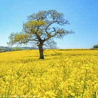 Buy canvas prints of Beauty in Yellow by Ian Stone