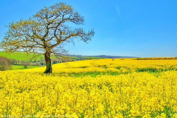 Golden Fields of Spring Picture Board by Ian Stone