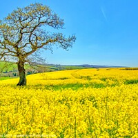 Buy canvas prints of Golden Fields of Spring by Ian Stone