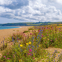Buy canvas prints of Wildflowers of Slapton Sands. by Ian Stone