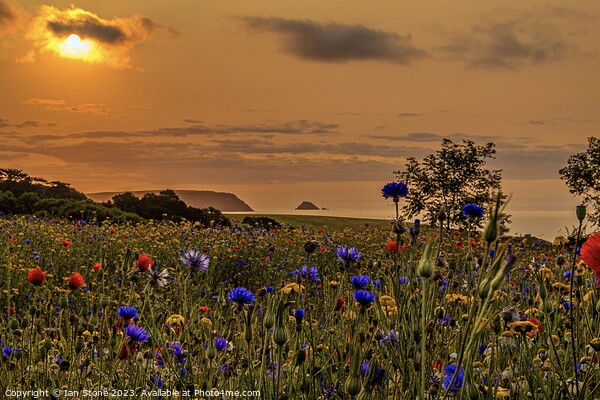  Coastal Wildflower meadow Picture Board by Ian Stone