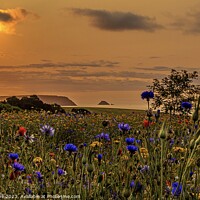 Buy canvas prints of  Coastal Wildflower meadow by Ian Stone