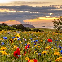 Buy canvas prints of Magical Cornish Meadow  by Ian Stone