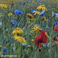 Buy canvas prints of Wonderful wildflowers by Ian Stone