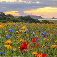 Buy canvas prints of Cornish Coast Wildflower Meadow  by Ian Stone