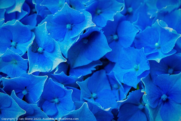 Blue Hydrangea Picture Board by Ian Stone