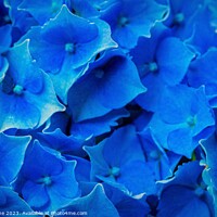 Buy canvas prints of Blue Hydrangea by Ian Stone